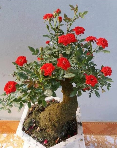 Độc, lạ hoa hồng giả cổ giá 1 triệu đồng/cây cháy hàng dịp Tết - Ảnh 1.