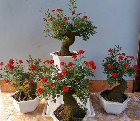 Độc, lạ hoa hồng giả cổ giá 1 triệu đồng/cây cháy hàng dịp Tết - Ảnh 3.