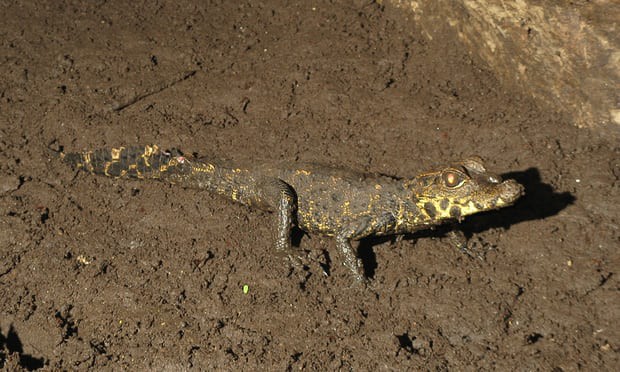 Bí ẩn loài cá sấu màu da cam kỳ dị, chuyên ăn dơi và sống trong hang sâu ở Gabon - Ảnh 8.