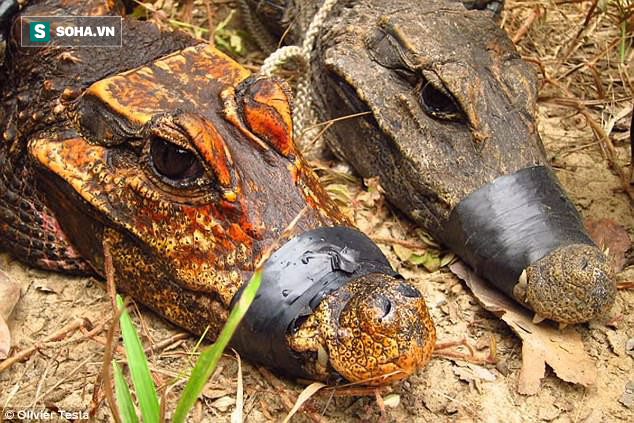 Bí ẩn loài cá sấu màu da cam kỳ dị, chuyên ăn dơi và sống trong hang sâu ở Gabon - Ảnh 2.