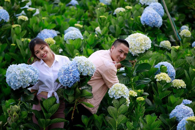 MC Hoàng Linh hạnh phúc như cô gái lần đầu biết yêu trong bộ ảnh cưới tại vườn cẩm tú cầu Đà Lạt - Ảnh 3.