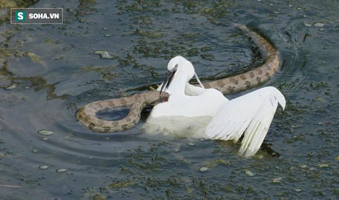 Not accepting death, the white stork escaped spectacularly in the death jaws of a poisonous snake - Photo 2.