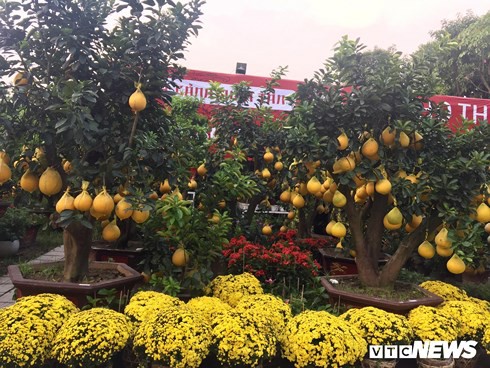 Một cây vàng không mua nổi cây quất trưng Tết tại vỉa hè Sài Gòn - Ảnh 13.