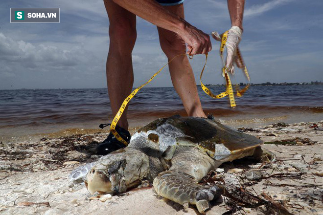 Vừa đổ bộ Florida, siêu bão Michael đã kéo theo thảm họa đáng sợ lên khắp vùng - Ảnh 2.