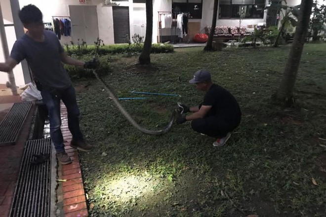 Singapore: Đi tìm mèo lạc lúc 4 giờ sáng, người phụ nữ bị trăn dài 3m tấn công - Ảnh 3.