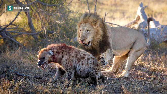Dính đòn trả thù kinh hoàng của sư tử, linh cẩu dù tàn tạ vẫn thoát chết ngoạn mục - Ảnh 2.
