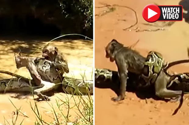 Video: Hai cậu bé dũng cảm tay không gỡ trăn khổng lồ để cứu khỉ thoát chết - Ảnh 2.