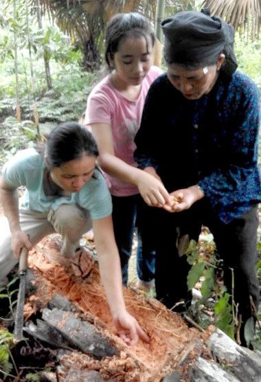 “Săn” nhộng cọ béo núc, ngoe nguẩy - đặc sản đãi khách quý - Ảnh 1.