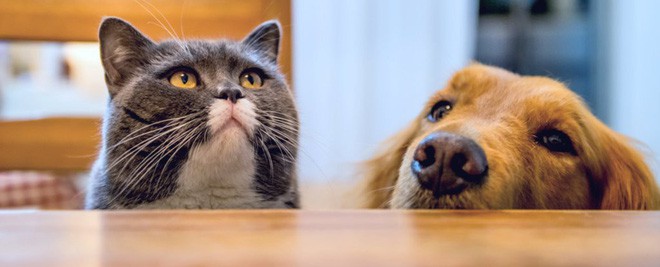 Khoa học chứng minh: Trí tuệ của chó chỉ thuộc loại bình thường” trong thế giới động vật, dốt hơn cả mèo - Ảnh 2.