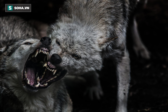 Hai sói đầu đàn kịch chiến: Kẻ thua cuộc mất cả máu lẫn giang sơn - Ảnh 1.