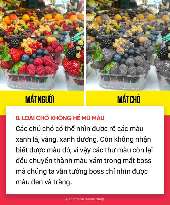 Dù yêu chó đến mấy nhưng có thể bạn cũng chưa biết 10 sự thật bất ngờ về những chú cún đáng yêu - Ảnh 7.