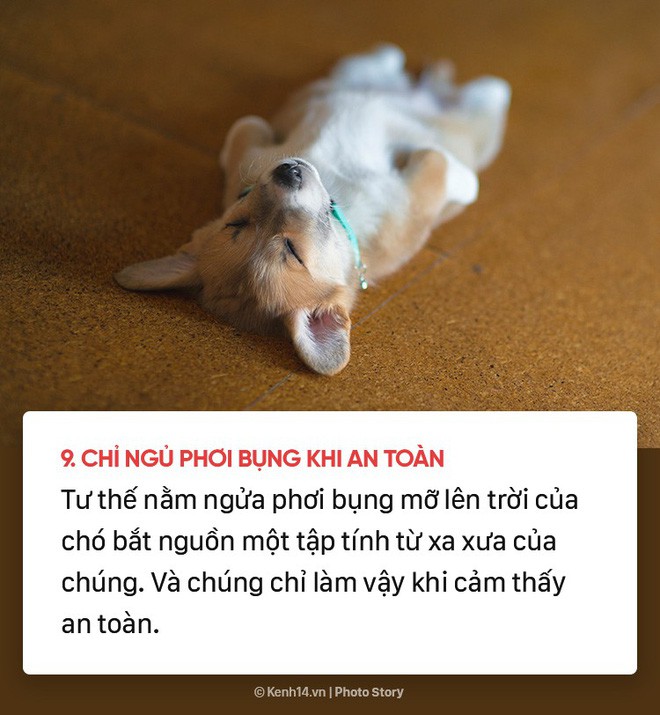 Dù yêu chó đến mấy nhưng có thể bạn cũng chưa biết 10 sự thật bất ngờ về những chú cún đáng yêu - Ảnh 8.