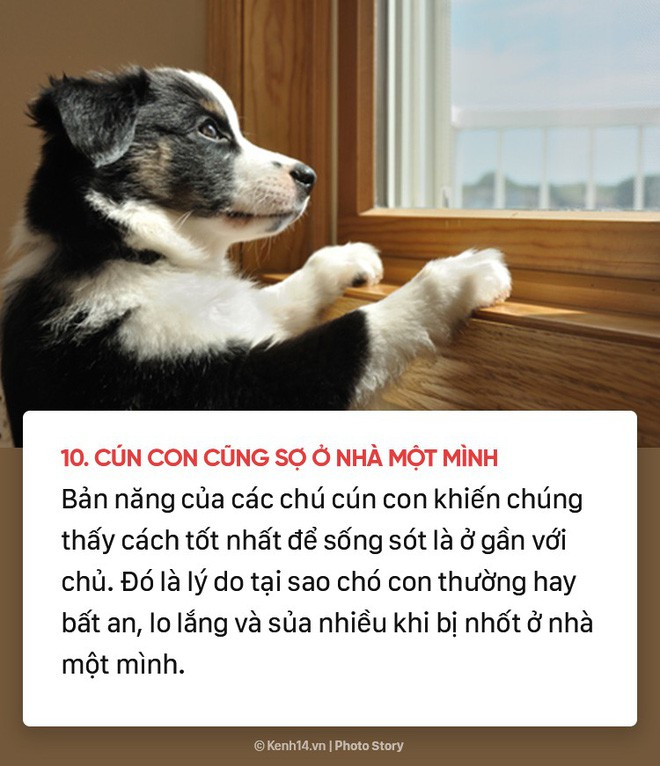 Dù yêu chó đến mấy nhưng có thể bạn cũng chưa biết 10 sự thật bất ngờ về những chú cún đáng yêu - Ảnh 9.