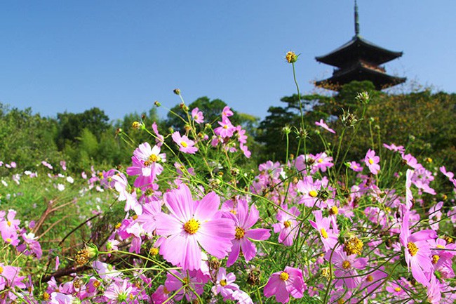 Ngẩn ngơ ngắm cánh đồng hoa cosmo Nhật Bản khoe sắc rực rỡ như ở chốn thiên đường - Ảnh 1.
