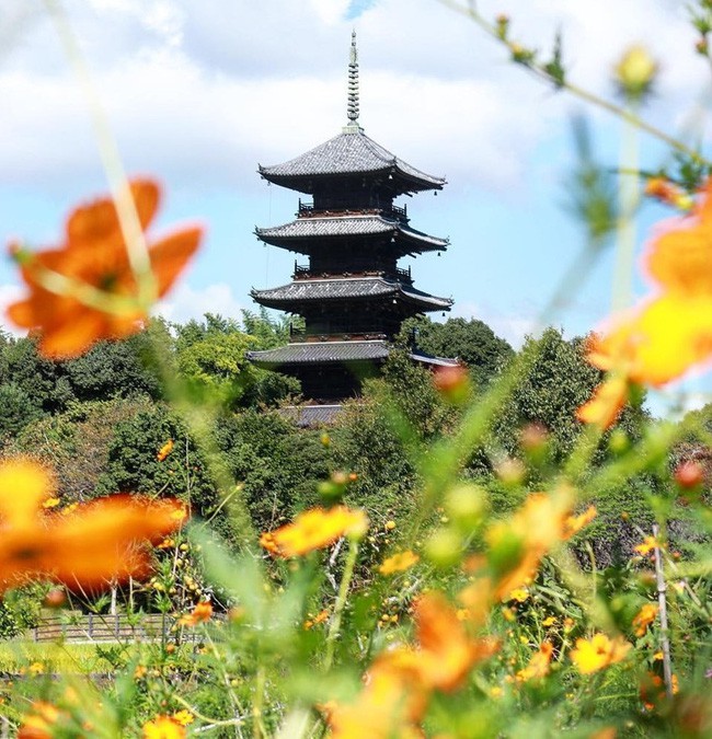 Ngẩn ngơ ngắm cánh đồng hoa cosmo Nhật Bản khoe sắc rực rỡ như ở chốn thiên đường - Ảnh 14.