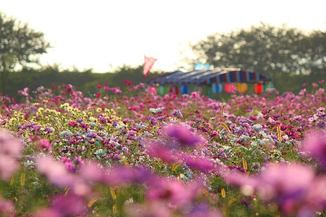 Ngẩn ngơ ngắm cánh đồng hoa cosmo Nhật Bản khoe sắc rực rỡ như ở chốn thiên đường - Ảnh 3.
