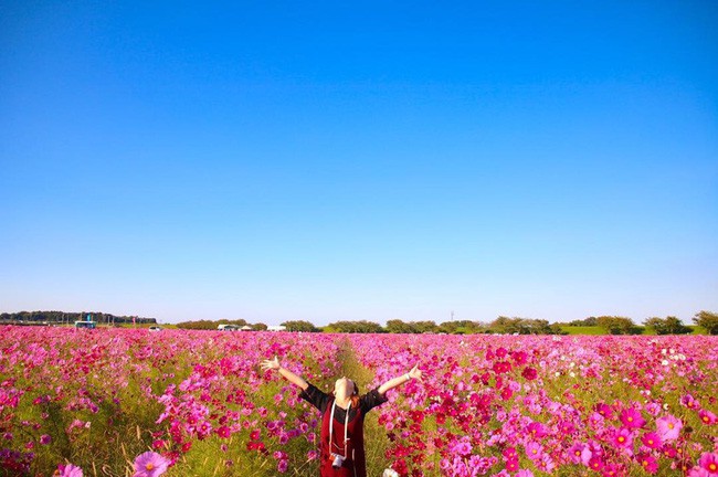 Ngẩn ngơ ngắm cánh đồng hoa cosmo Nhật Bản khoe sắc rực rỡ như ở chốn thiên đường - Ảnh 4.