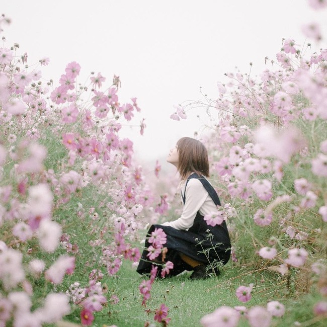 Ngẩn ngơ ngắm cánh đồng hoa cosmo Nhật Bản khoe sắc rực rỡ như ở chốn thiên đường - Ảnh 7.