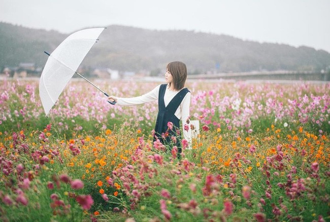 Ngẩn ngơ ngắm cánh đồng hoa cosmo Nhật Bản khoe sắc rực rỡ như ở chốn thiên đường - Ảnh 8.