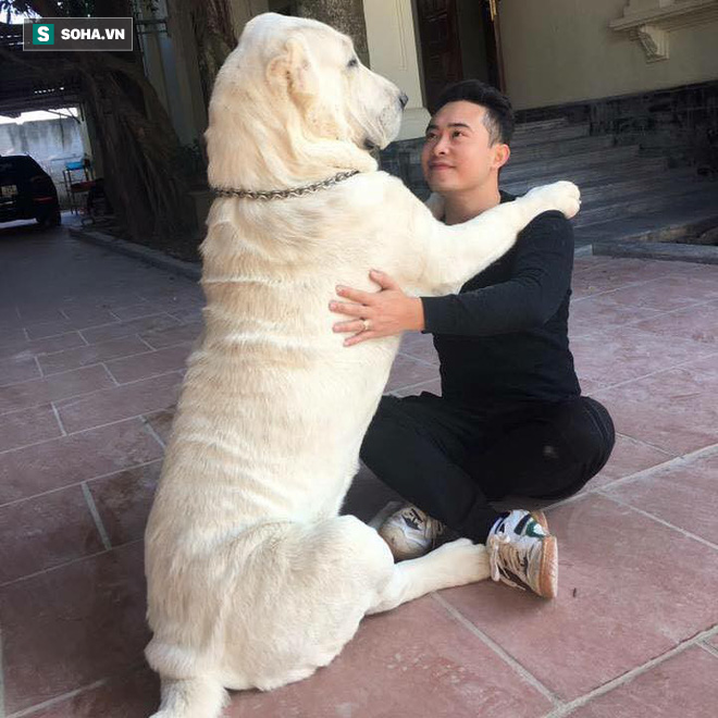 Chó bố nặng gần 90 kg và đàn chó con hiếm gây sốt” mạng xã hội Việt - Ảnh 5.