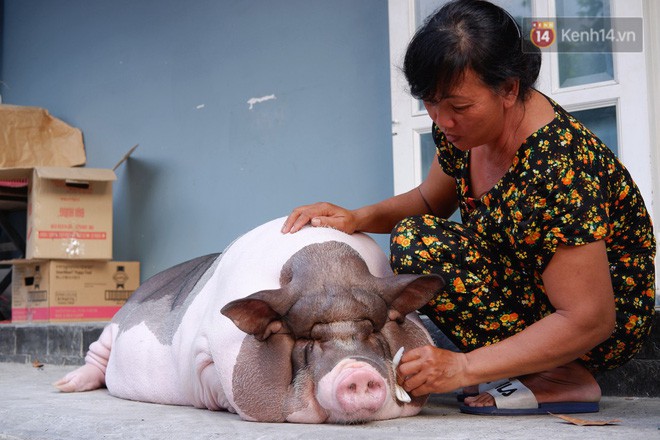 Người mẹ đơn thân ở Sài Gòn nuôi heo 100kg như thú cưng trong nhà: Nó đang giảm cân, con gái con đứa gì mập quá chừng! - Ảnh 8.