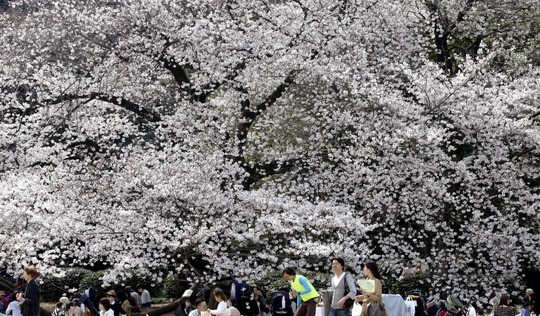 Nhật Bản: Thời tiết khác thường khiến hoa anh đào nở sớm? - Ảnh 1.