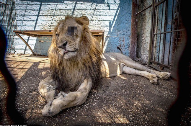Khung cảnh bên trong “Sở thú địa ngục” tại Albania: Sư tử nằm thẫn thờ chờ chết, sói ốm yếu co ro - Ảnh 3.