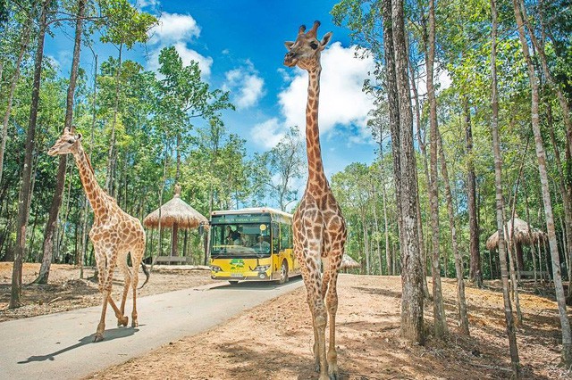  Hé lộ về dự án khu công viên vui chơi safari 1,5 tỷ USD của ông lớn BĐS Vingroup đối diện đại đô thị VinCity Ocean Park  - Ảnh 1.