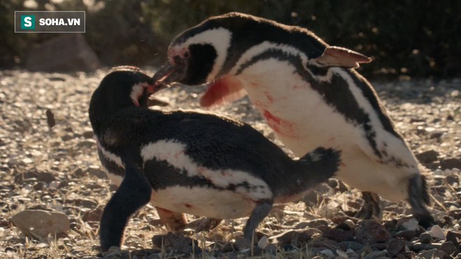 Phía sau vẻ đáng yêu của chim cánh cụt lại là kẻ máu lạnh giết đồng loại - Ảnh 1.
