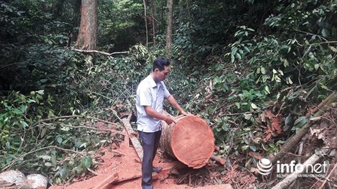 Quảng Bình: Rừng đệm di sản thế giới Phong Nha - Kẻ Bàng bị xẻ thịt - Ảnh 2.