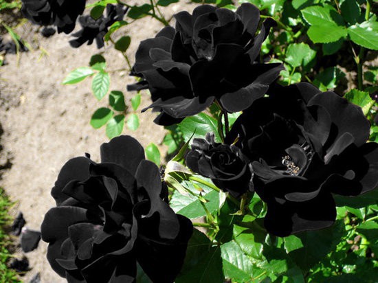  Hoa hồng đen nửa triệu đồng/bông vẫn hút khách dịp 20/10  - Ảnh 1.