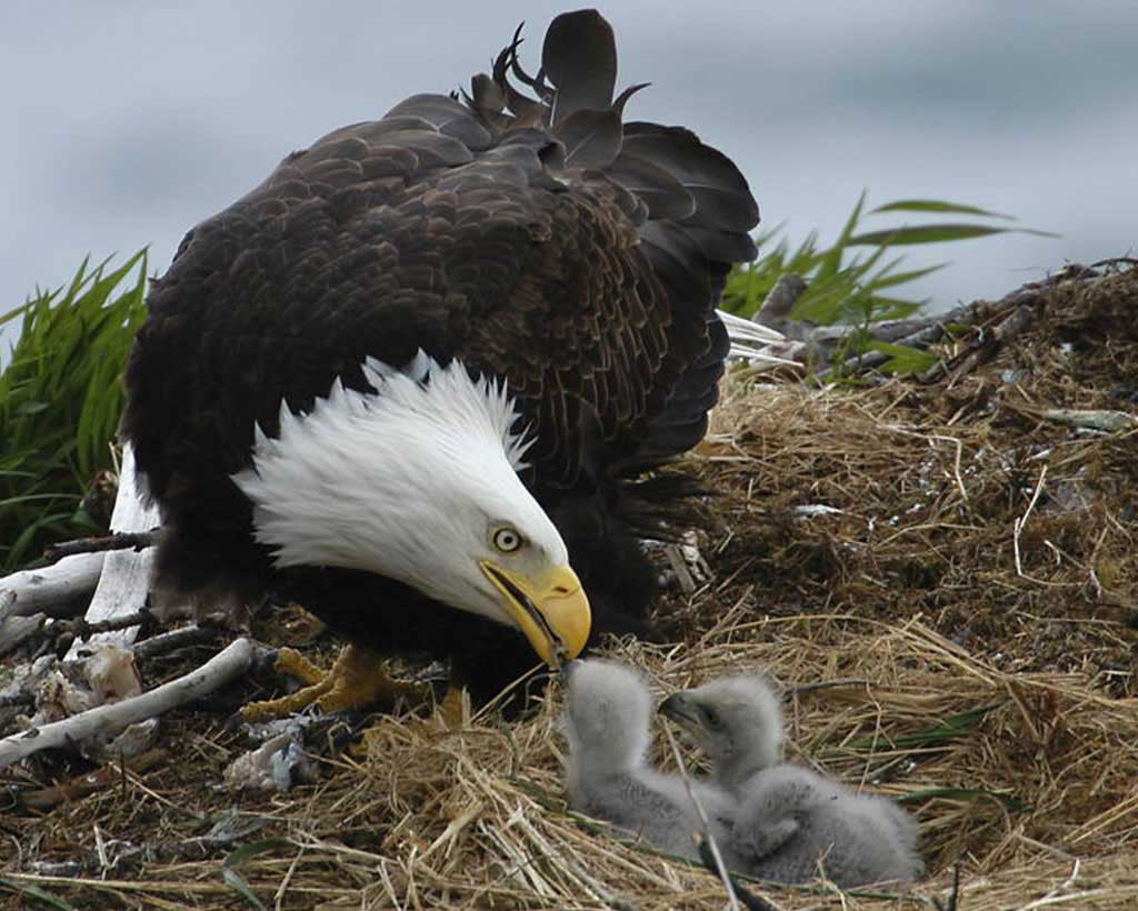 Feathered Bandit: Eagle Pilfers Yarmulkes to Insulate Its Eggs Những loài vật tàn ác nhất: Hạ sát anh chị em ngay khi mới chào đời