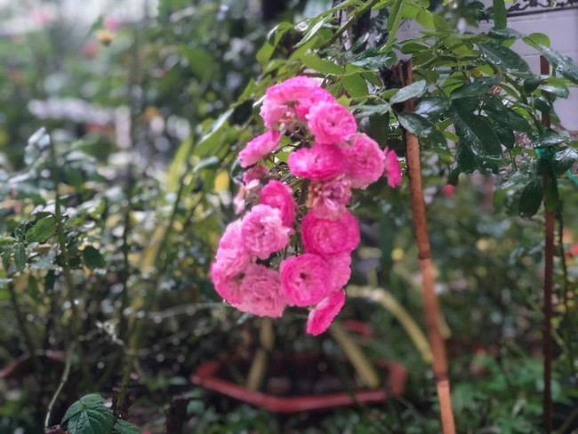 Ngắm vườn rau sạch và hoa tươi vô cùng bình yên của vợ chồng nghệ sĩ Hồng Vân và Lê Tuấn Anh - Ảnh 17.