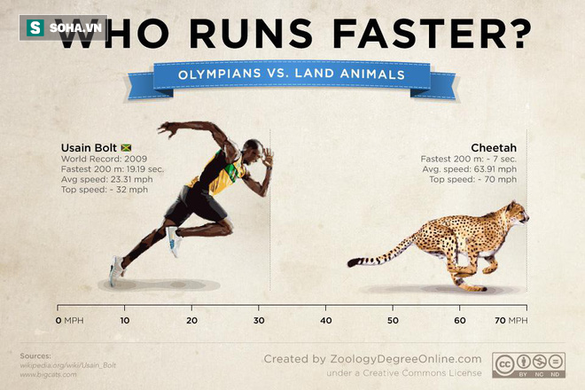 Nếu chạy đua 100m, Usain Bolt cần được chấp bao xa mới xứng đáng làm đối thủ của báo săn? - Ảnh 1.