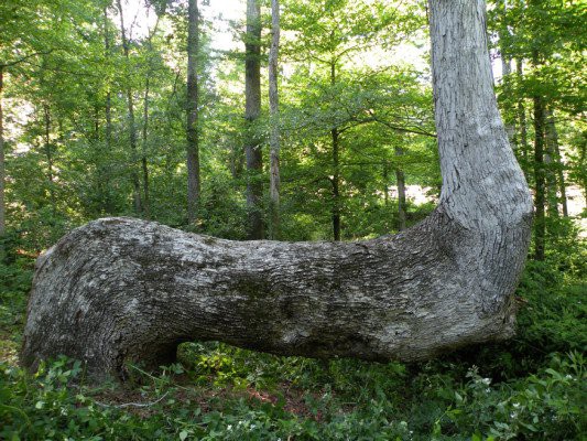 Hình thù kì lạ của những cái cây cổ thụ cong queo  và chức năng bất ngờ của chúng - Ảnh 5.