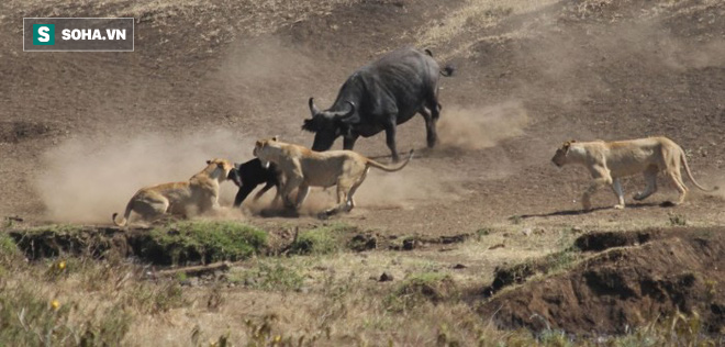 Thấy hai mẹ con trâu rừng gặp nạn vì bị 3 con sư tử tấn công, cả đàn chạy tới giải cứu - Ảnh 1.