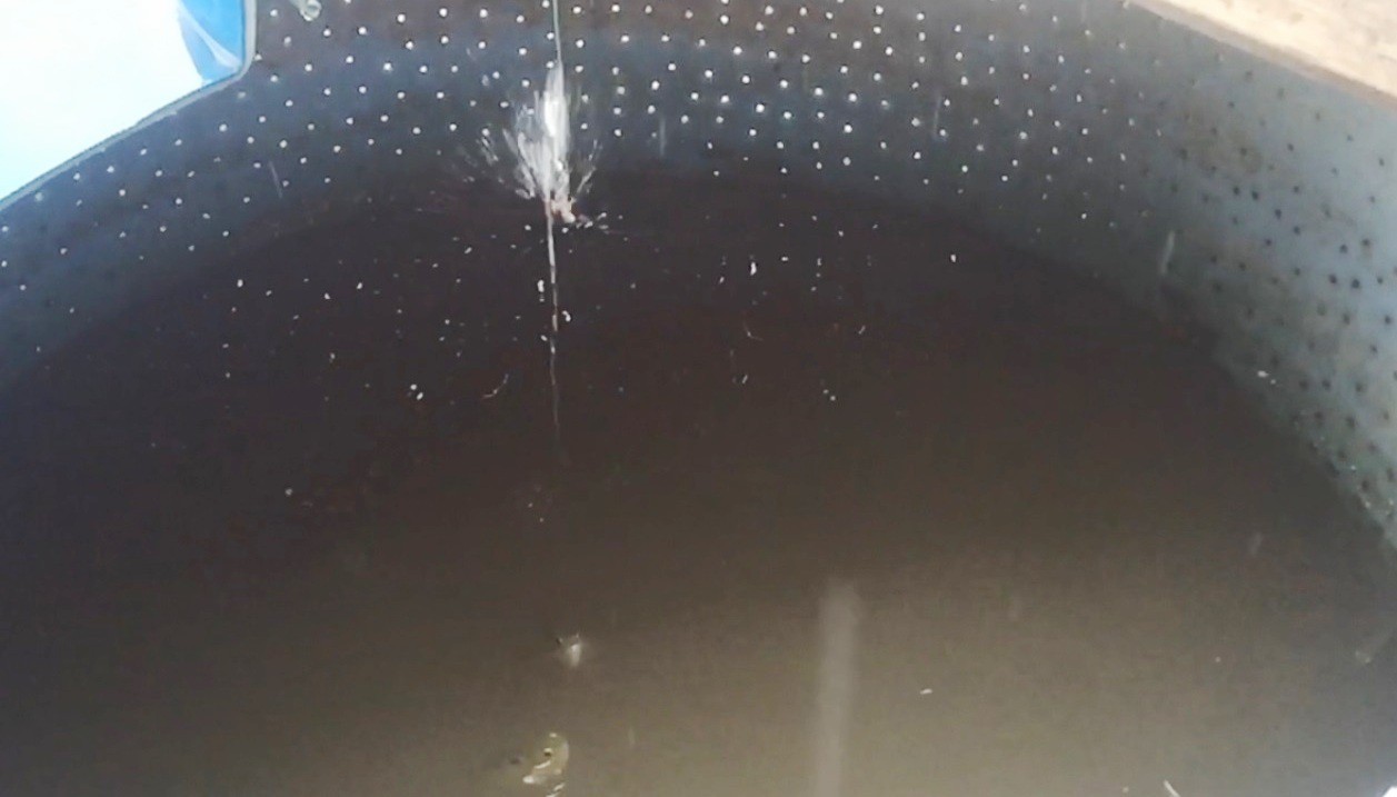 Bí mật về loài cá có khả năng phun nước, bay lên không săn mồi độc nhất miền Tây - Ảnh 2. Bí mật về loài cá có khả năng phun nước, bay lên không săn mồi độc nhất miền Tây - Ảnh 2.