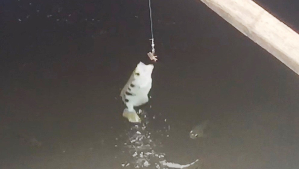 Bí mật về loài cá có khả năng phun nước, bay lên không săn mồi độc nhất miền Tây - Ảnh 3. Bí mật về loài cá có khả năng phun nước, bay lên không săn mồi độc nhất miền Tây - Ảnh 3.