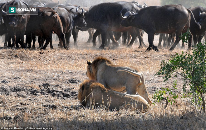 Hai con sư tử đực cùng song kiếm hợp bích mà vẫn không thể ăn thịt được trâu non - Ảnh 1.