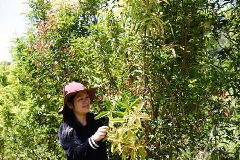 “Bí mật” khu bảo tồn trên 40 loài trà hoa vàng quý hiếm ở Việt Nam - Ảnh 1.