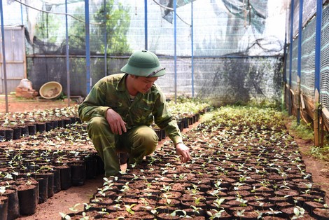 “Bí mật” khu bảo tồn trên 40 loài trà hoa vàng quý hiếm ở Việt Nam - Ảnh 3.