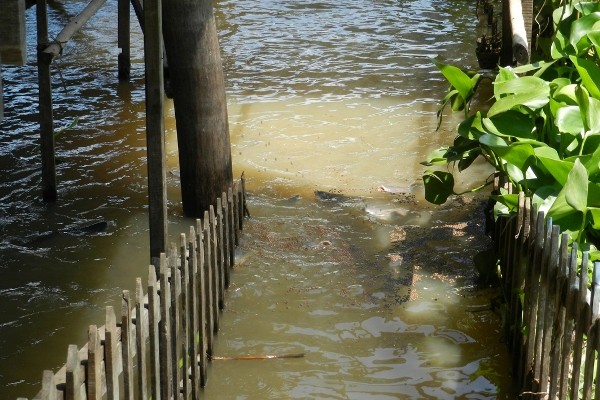 Lão nông miền Tây ăn chay nuôi chục tấn cá sông như... thú cưng - Ảnh 2.