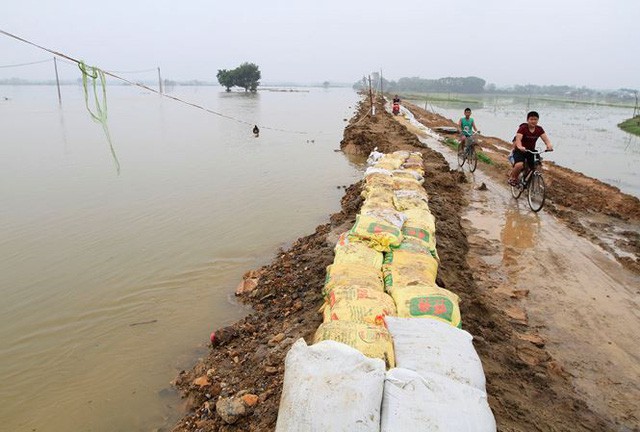 Hà Nội xử lý khẩn đê sông Bùi sau trận lũ lịch sử - Ảnh 1.