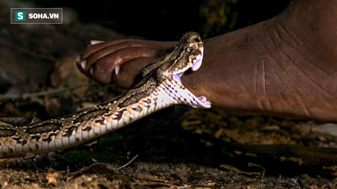 [Video] Thí nghiệm nhát cắn đáng sợ của rắn hổ khi vô tình bị dẫm lên người - Ảnh 1.