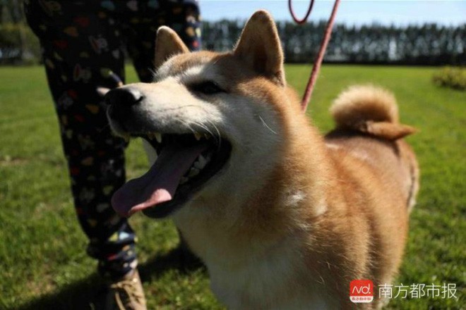 Chó Shiba bị tòa án Bắc Kinh bán đấu giá vì không thể thanh toán 3 năm dịch vụ ở khách sạn thú cưng - Ảnh 2.