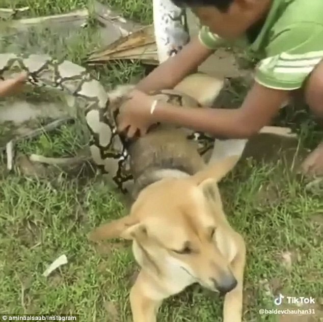 Video: 3 đứa trẻ liều lĩnh bắt rắn bằng tay không cứu chó nhà - Ảnh 3.