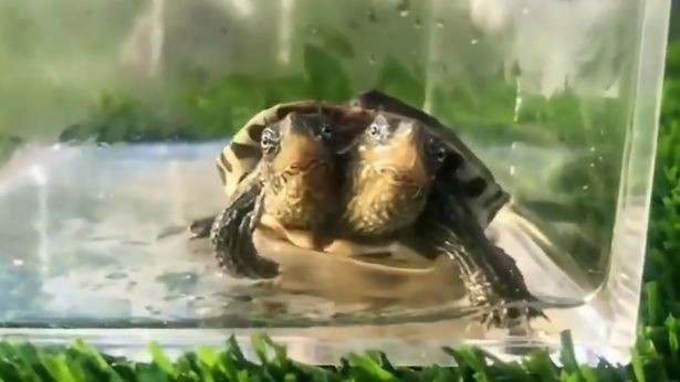 Video gây sốc về rùa 2 đầu đột biến gen cực hiếm - Ảnh 2.