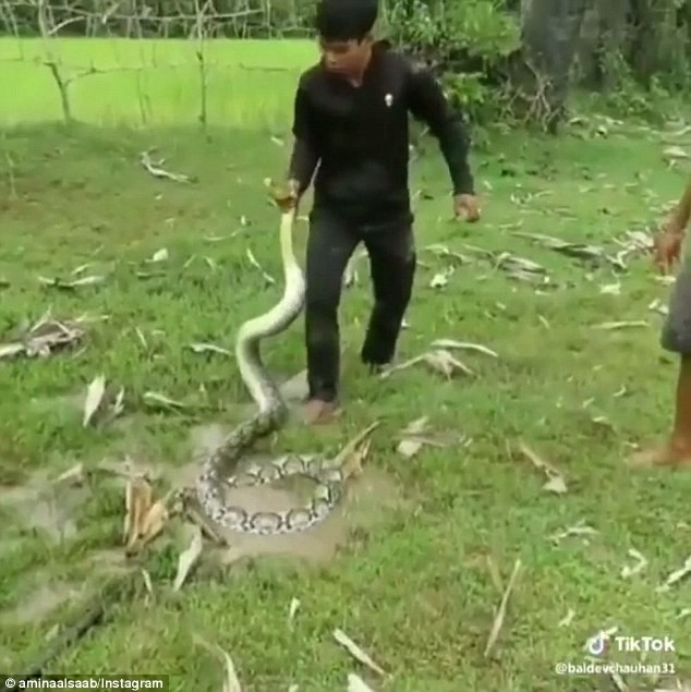 Video: 3 đứa trẻ liều lĩnh bắt rắn bằng tay không cứu chó nhà - Ảnh 4.