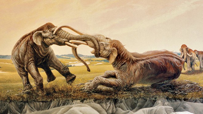 Trận tử chiến cuối cùng: 2 con ma-mút đực đánh lộn cắm ngà vào nhau rồi cùng hóa thạch suốt 12.000 năm - Ảnh 3.