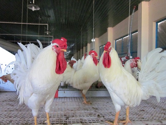 Cận cảnh quá trình điều chế vắc-xin phòng H5N1 made in Việt Nam - Ảnh 2.